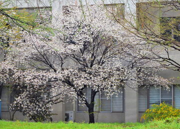 2027年度入試（人間健康科学研究科看護科学域博士前期課程）夏季入試の実施についての画像